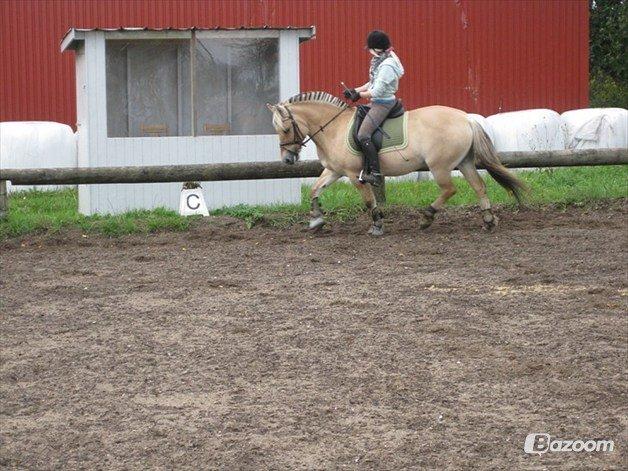 Fjordhest Fanny billede 9