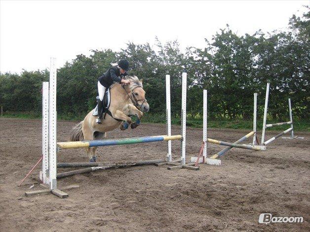 Fjordhest Fanny billede 10
