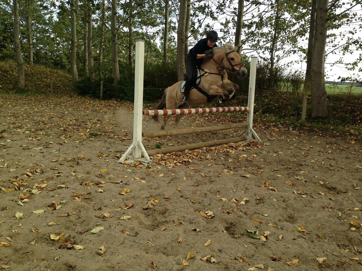 Fjordhest Fanny billede 11