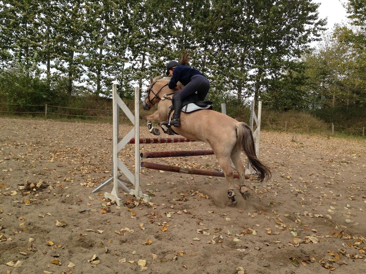 Fjordhest Fanny billede 2