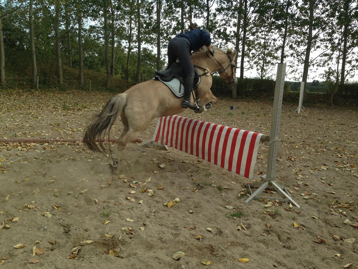 Fjordhest Fanny billede 12