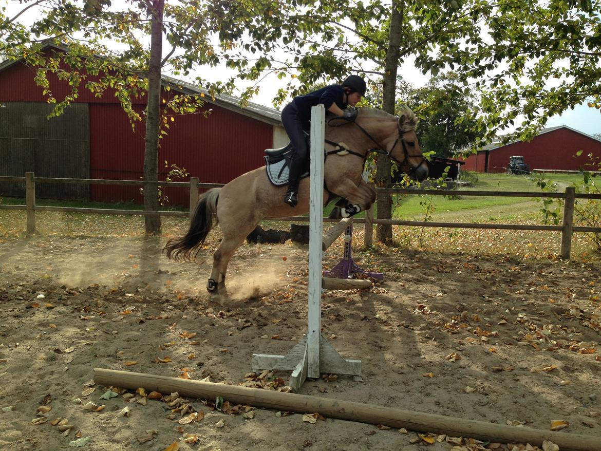 Fjordhest Fanny billede 13