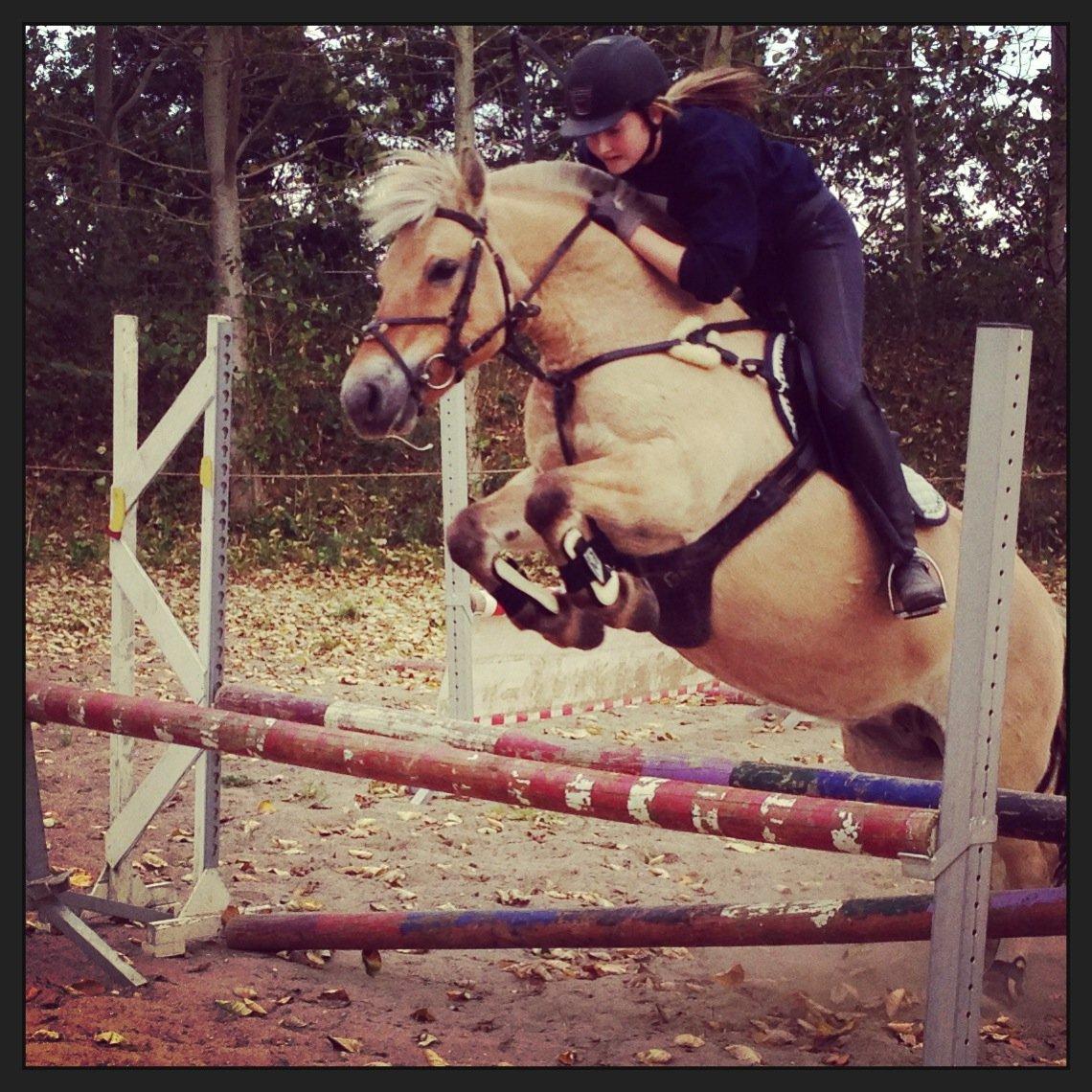 Fjordhest Fanny billede 14