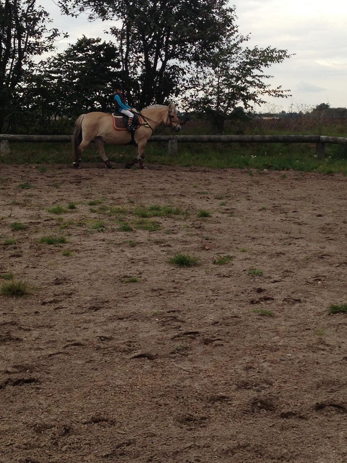 Fjordhest Fanny billede 15