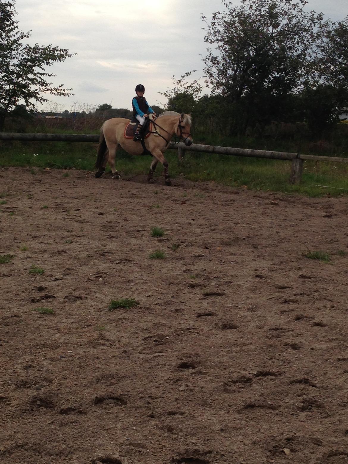 Fjordhest Fanny billede 16