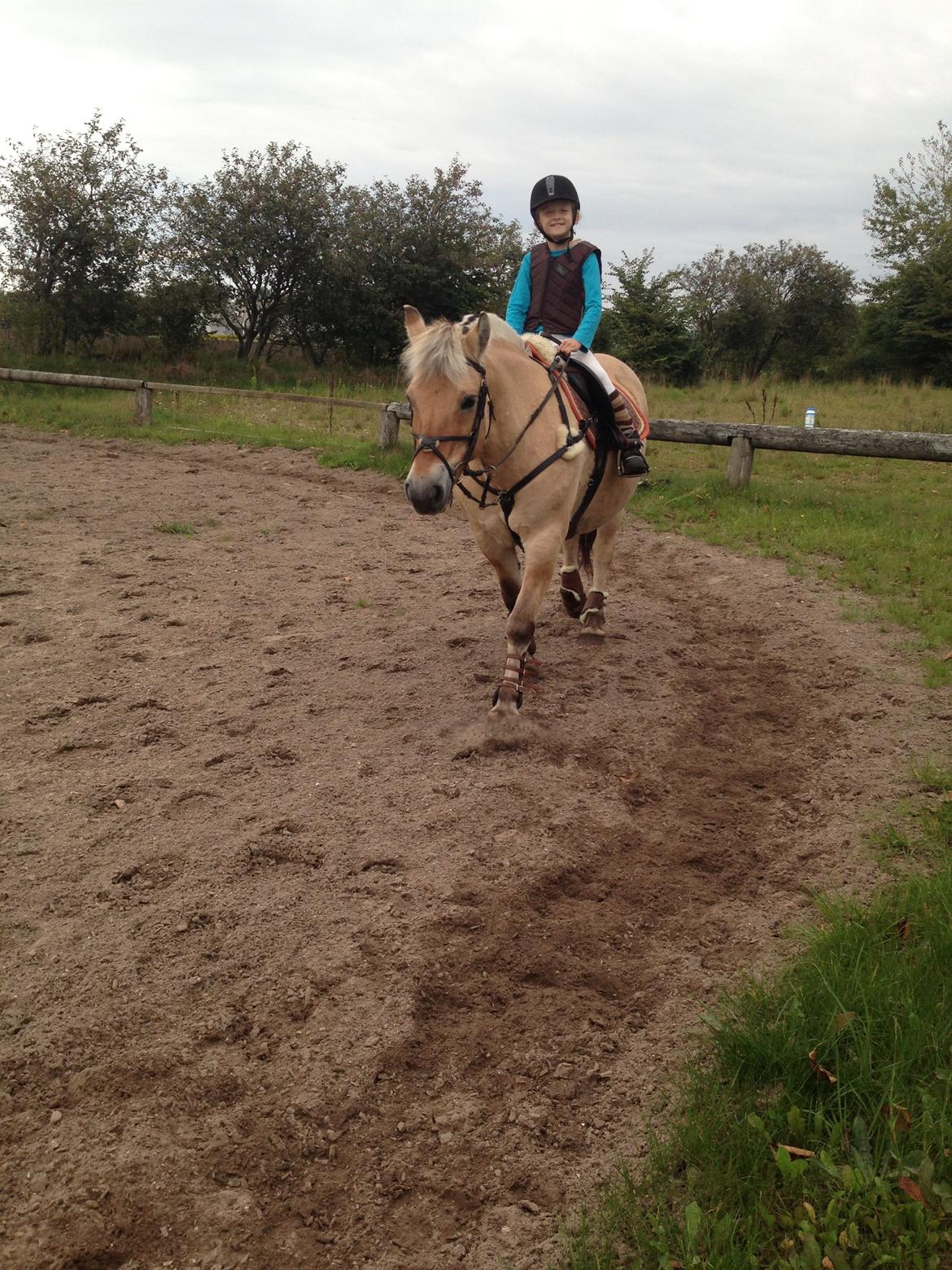 Fjordhest Fanny billede 17