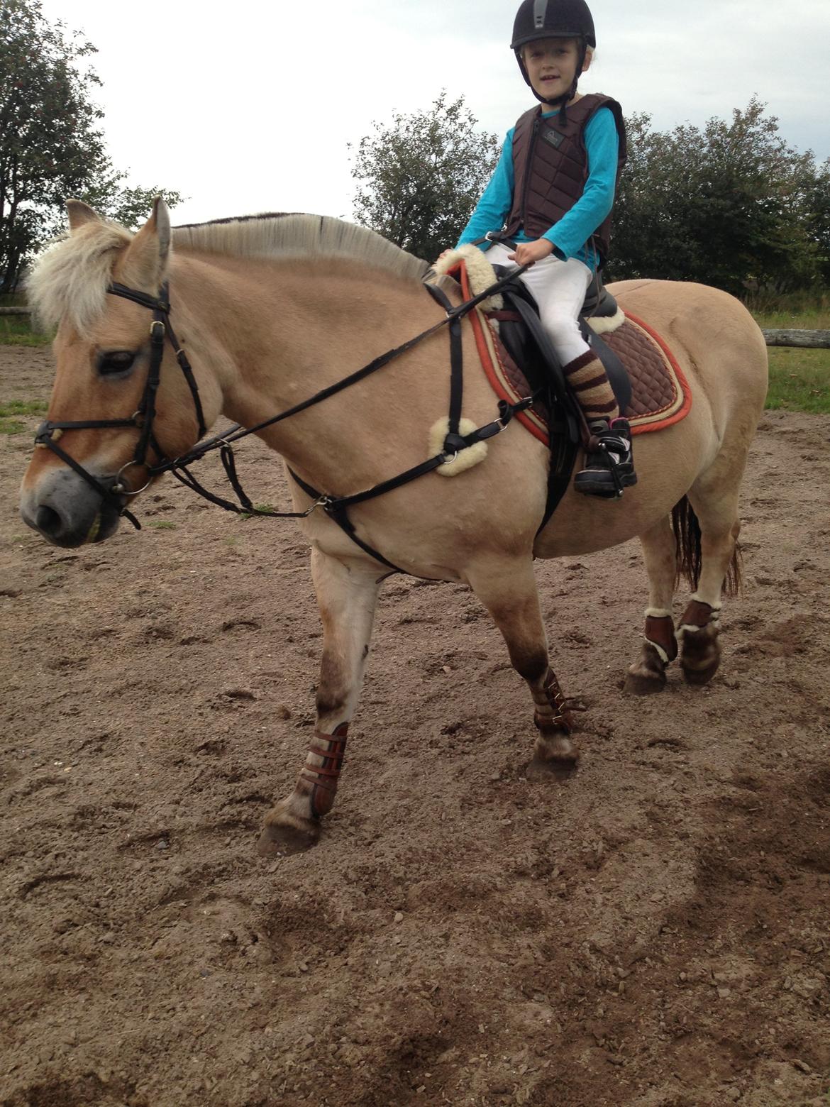 Fjordhest Fanny billede 18