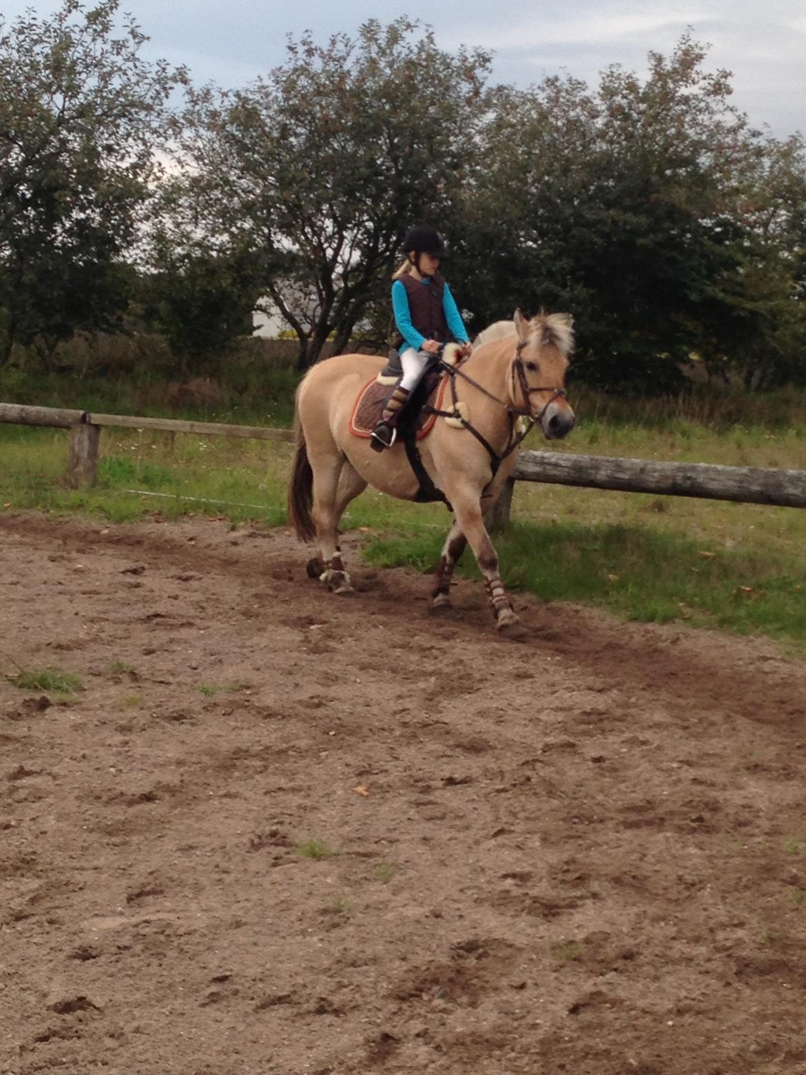 Fjordhest Fanny billede 19