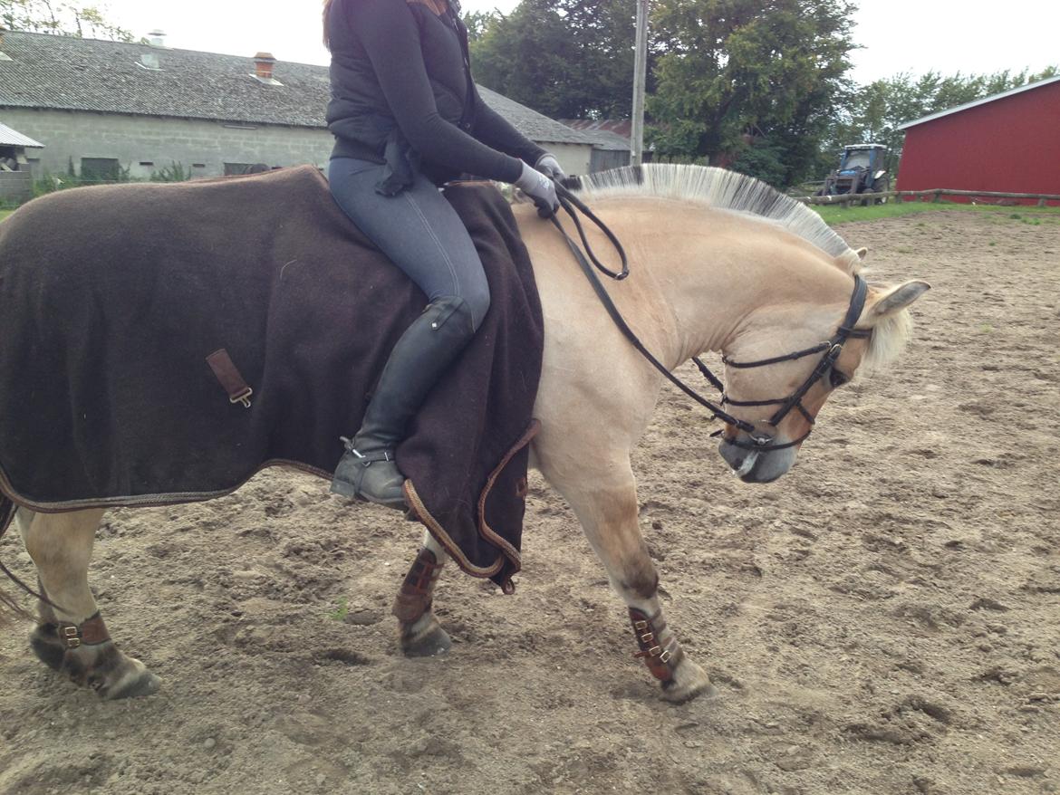 Fjordhest Fanny billede 20