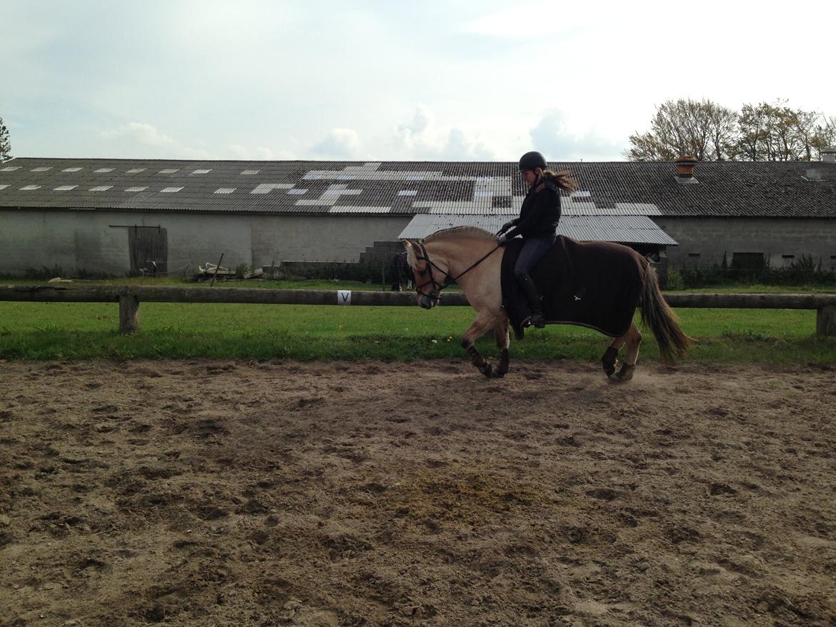 Fjordhest Fanny billede 21