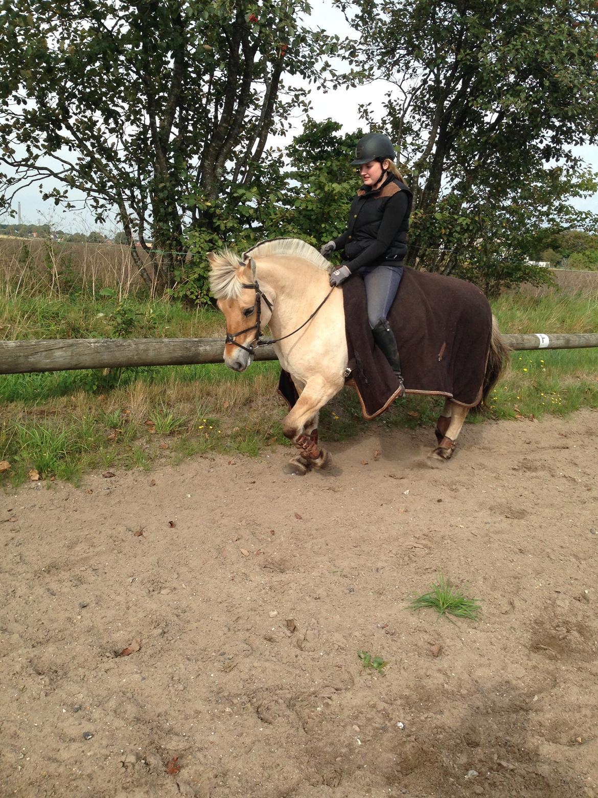 Fjordhest Fanny billede 22