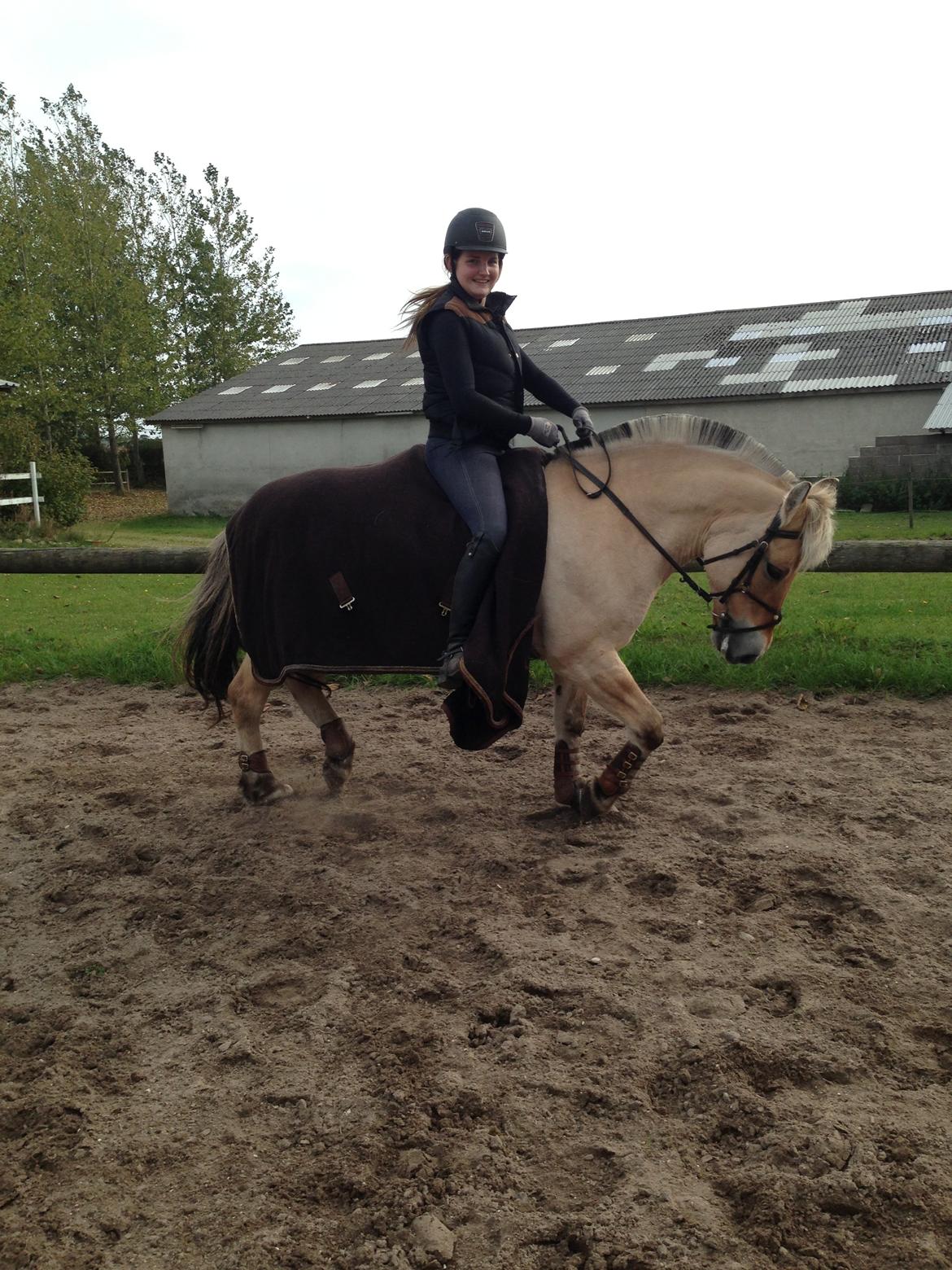 Fjordhest Fanny billede 23