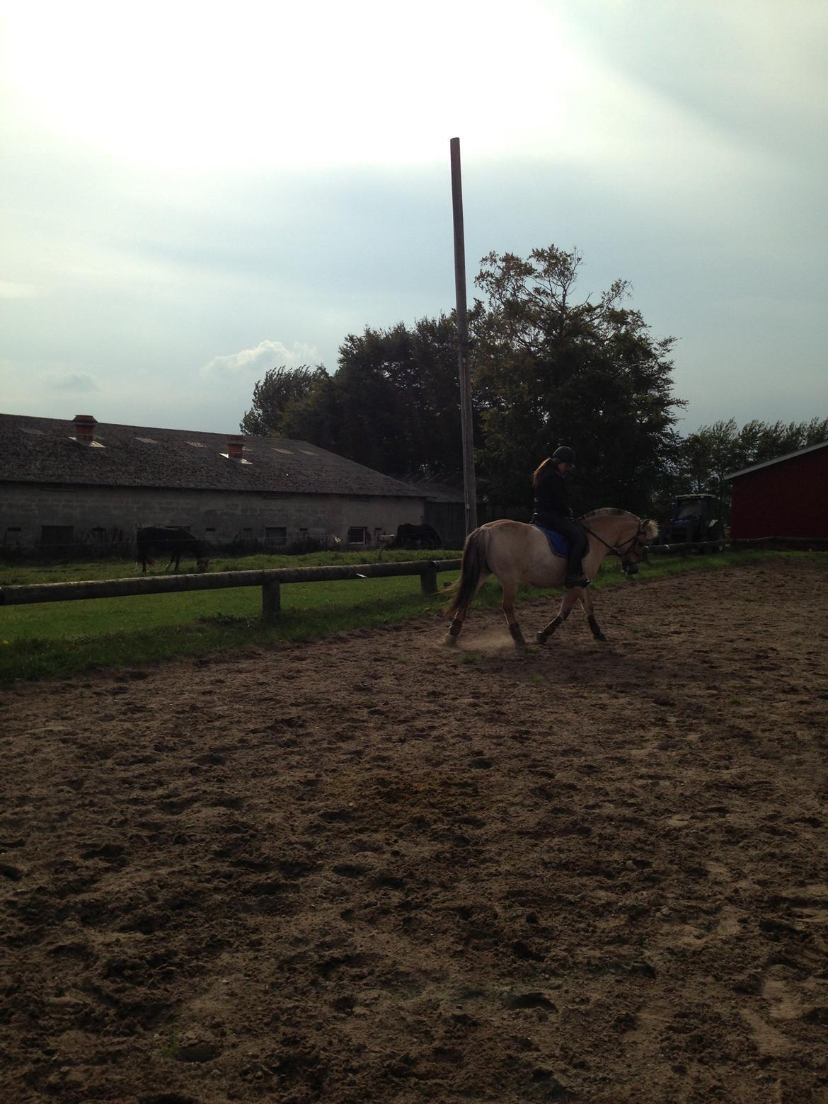 Fjordhest Fanny billede 24