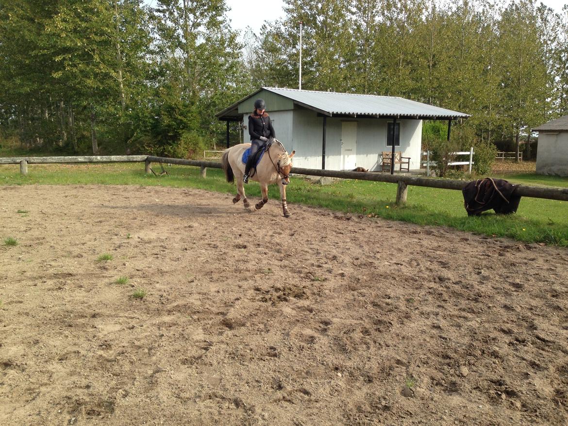 Fjordhest Fanny billede 25