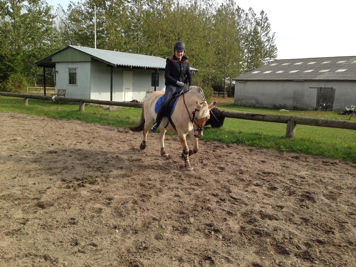 Fjordhest Fanny billede 26