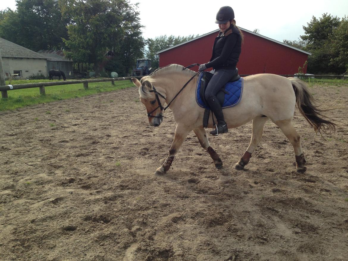 Fjordhest Fanny billede 27