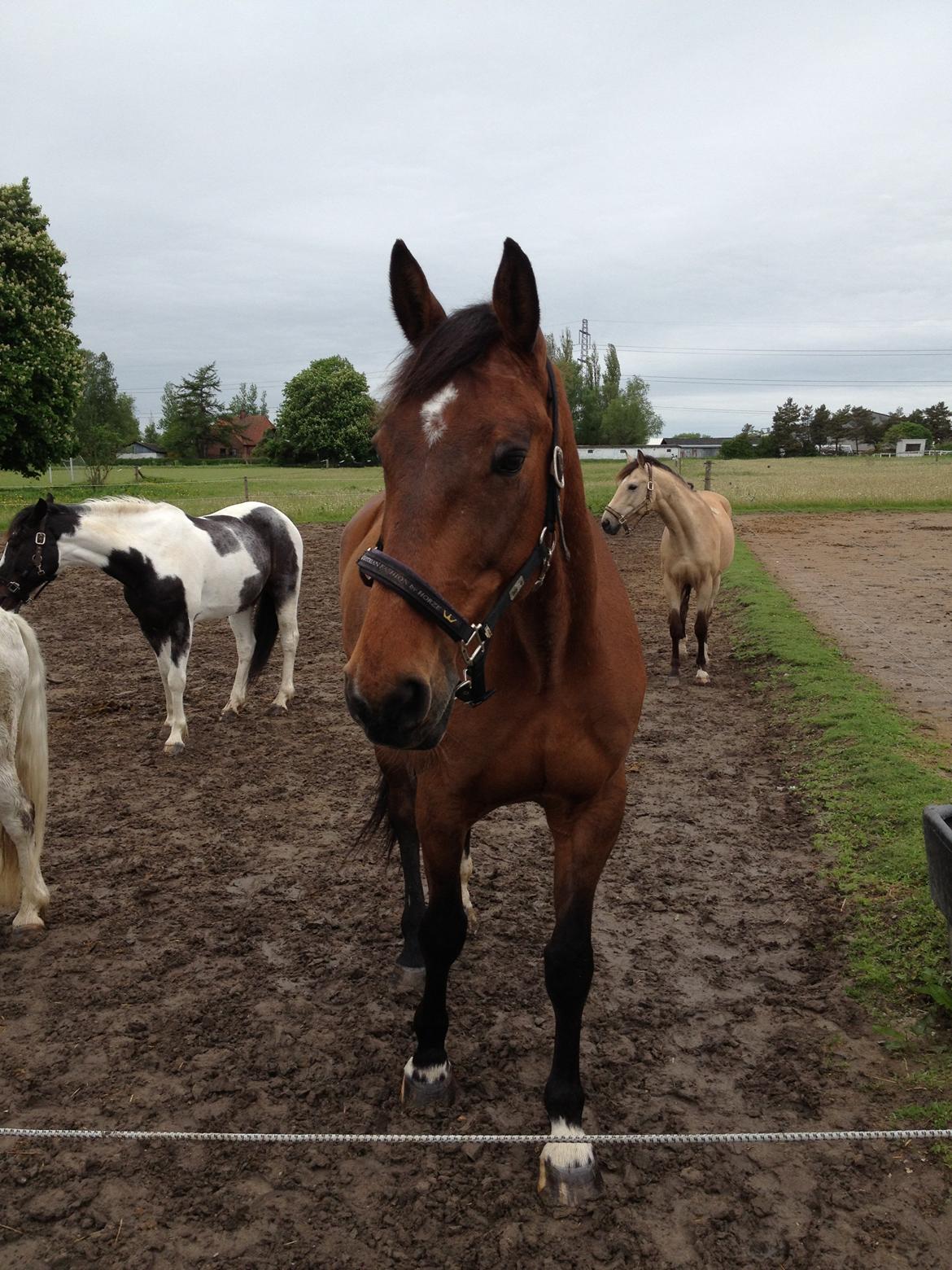 Dansk Varmblod Lucky Lime - smukke dreng<3 billede 19