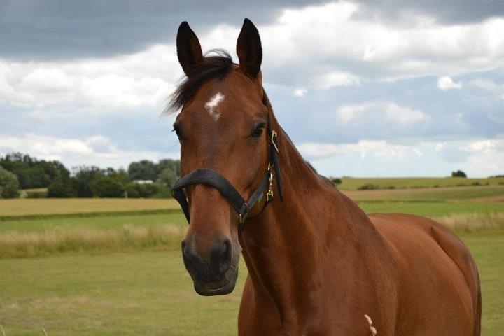 Dansk Varmblod Lucky Lime - foto af Emma Andersen billede 20