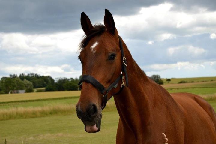 Dansk Varmblod Lucky Lime - foto af Emma Andersen billede 21