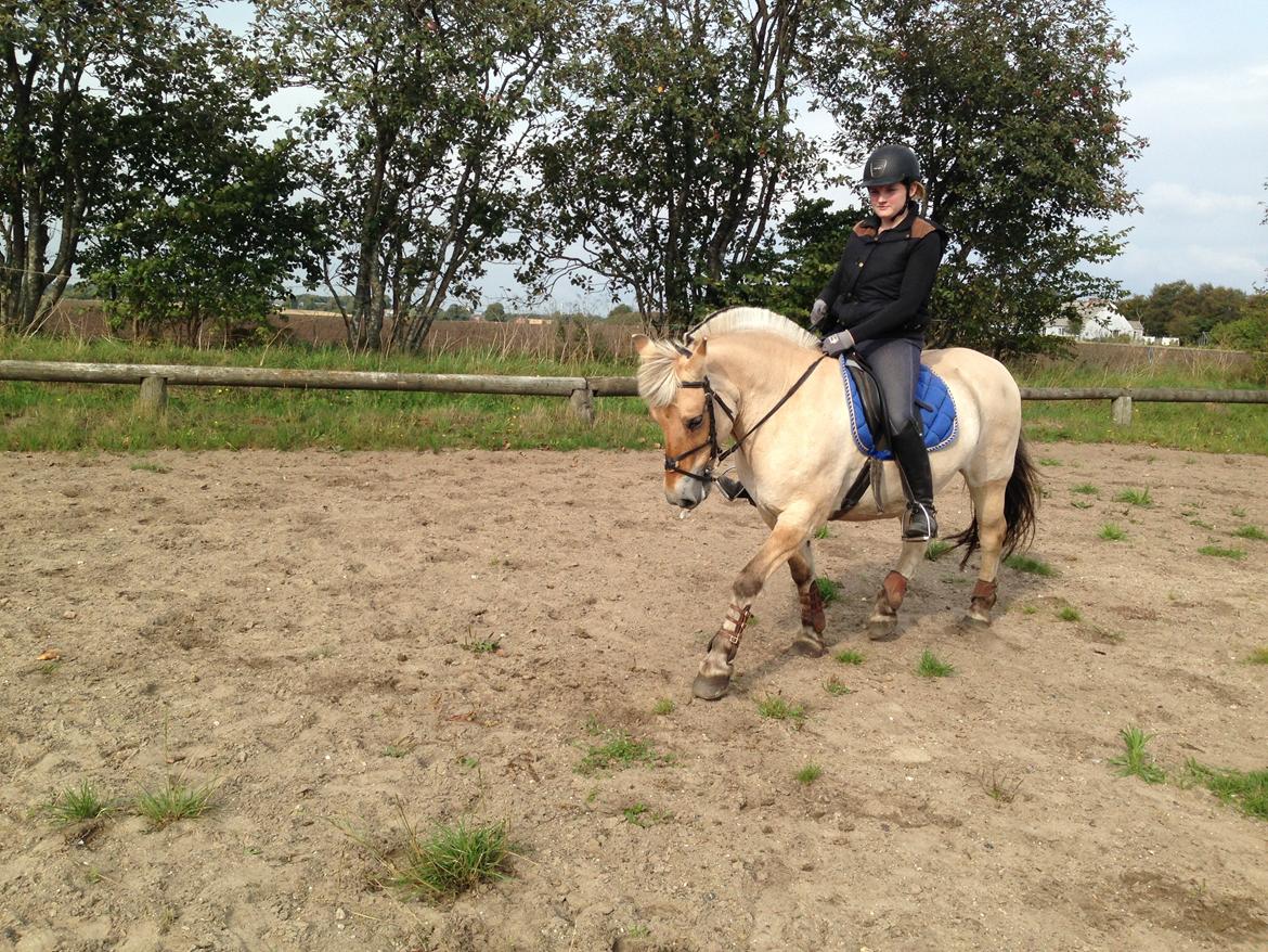 Fjordhest Fanny billede 28