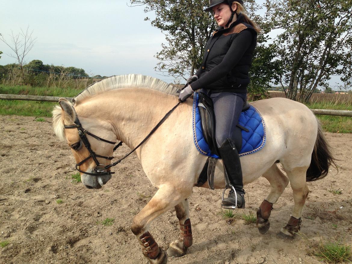 Fjordhest Fanny billede 29