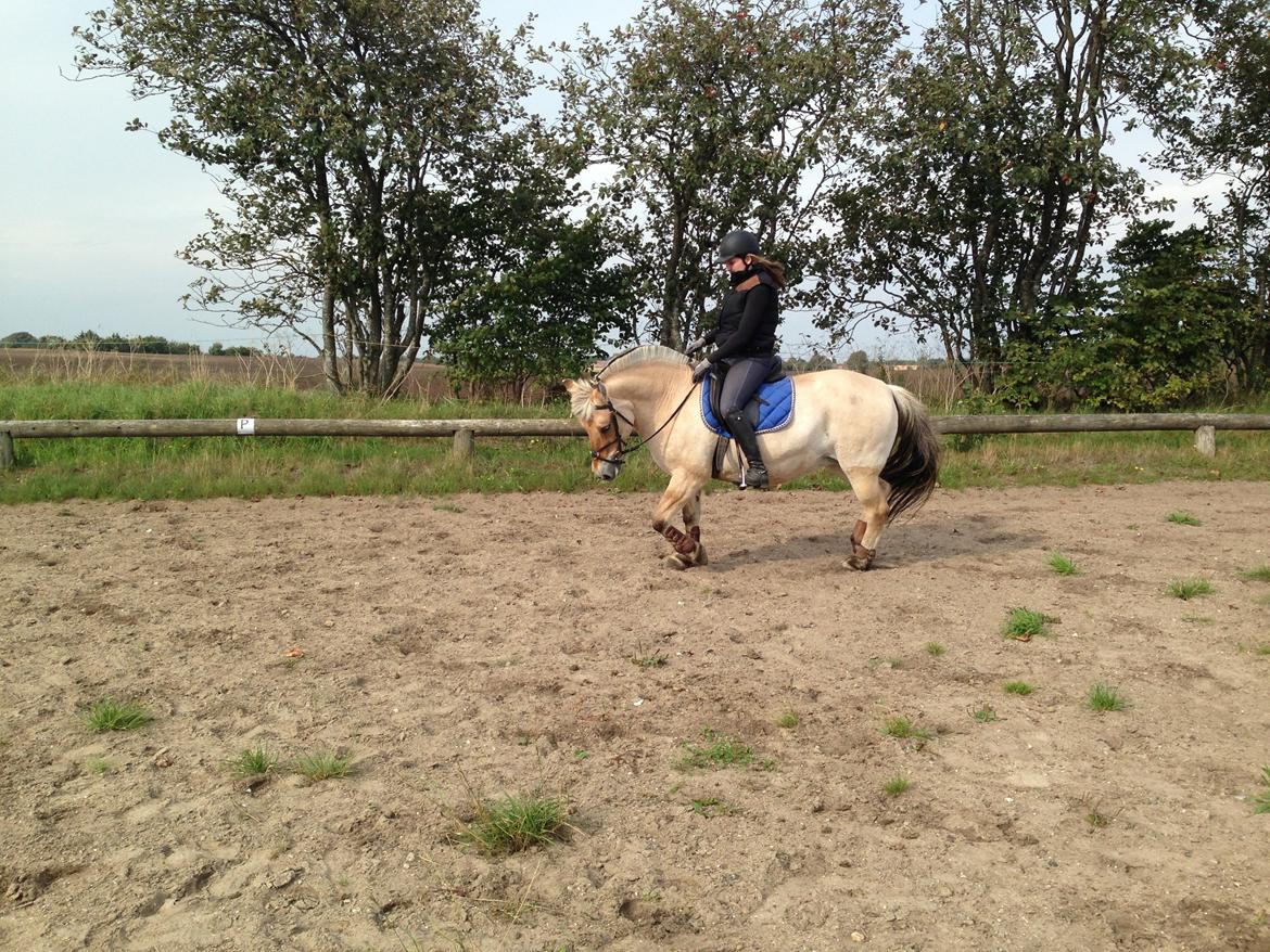 Fjordhest Fanny billede 30