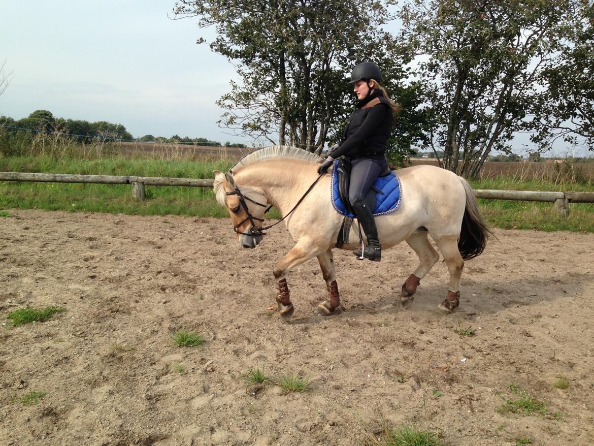 Fjordhest Fanny billede 31