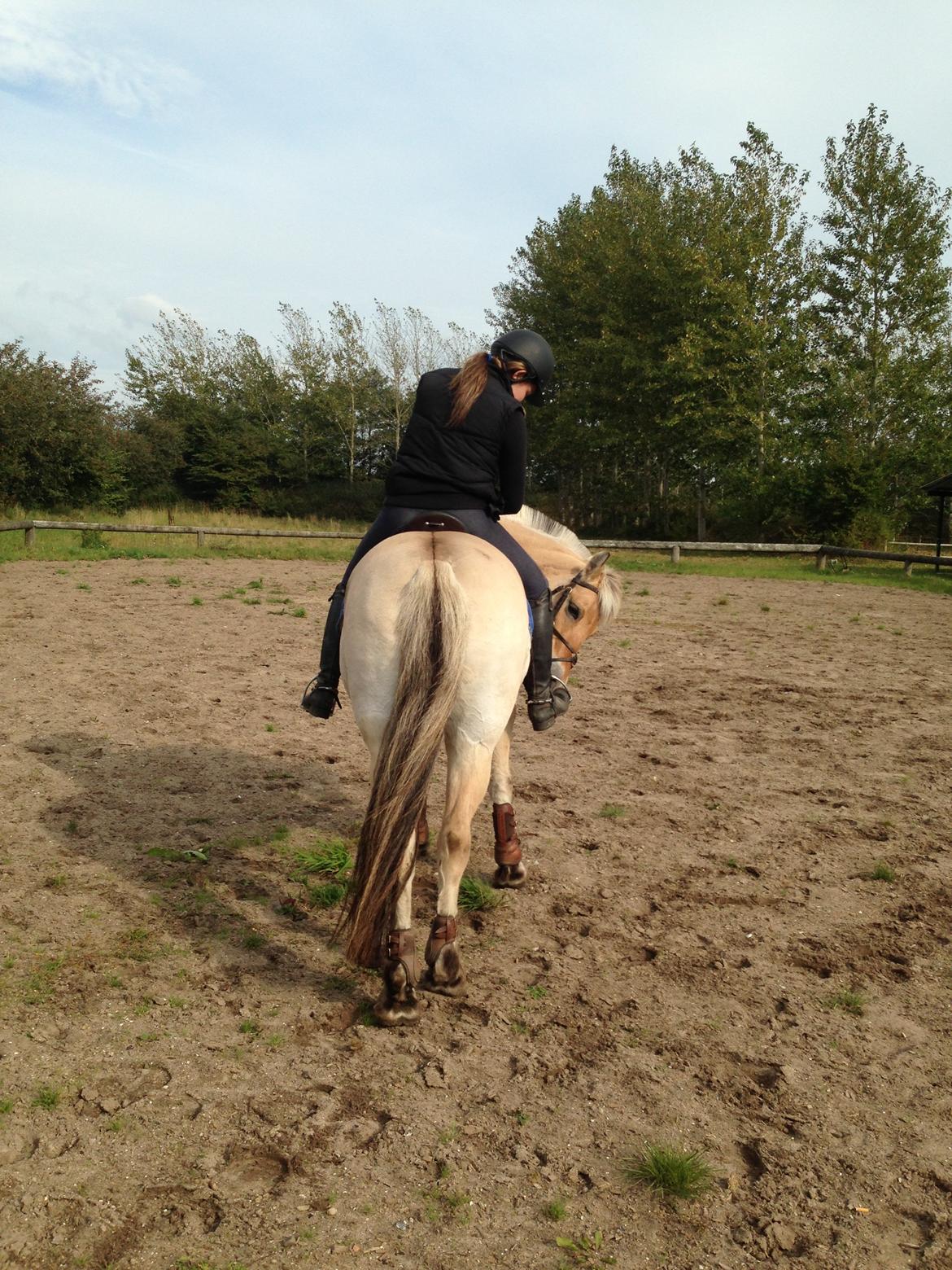 Fjordhest Fanny billede 32