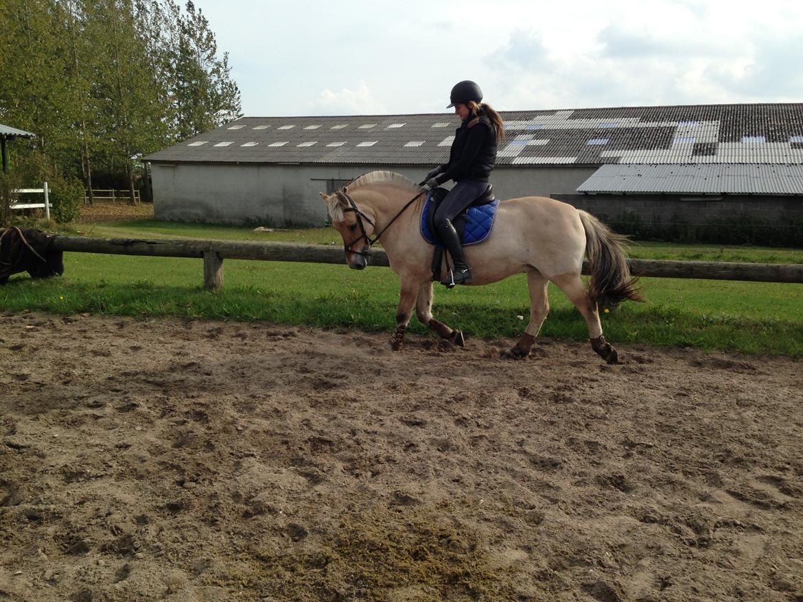 Fjordhest Fanny billede 33