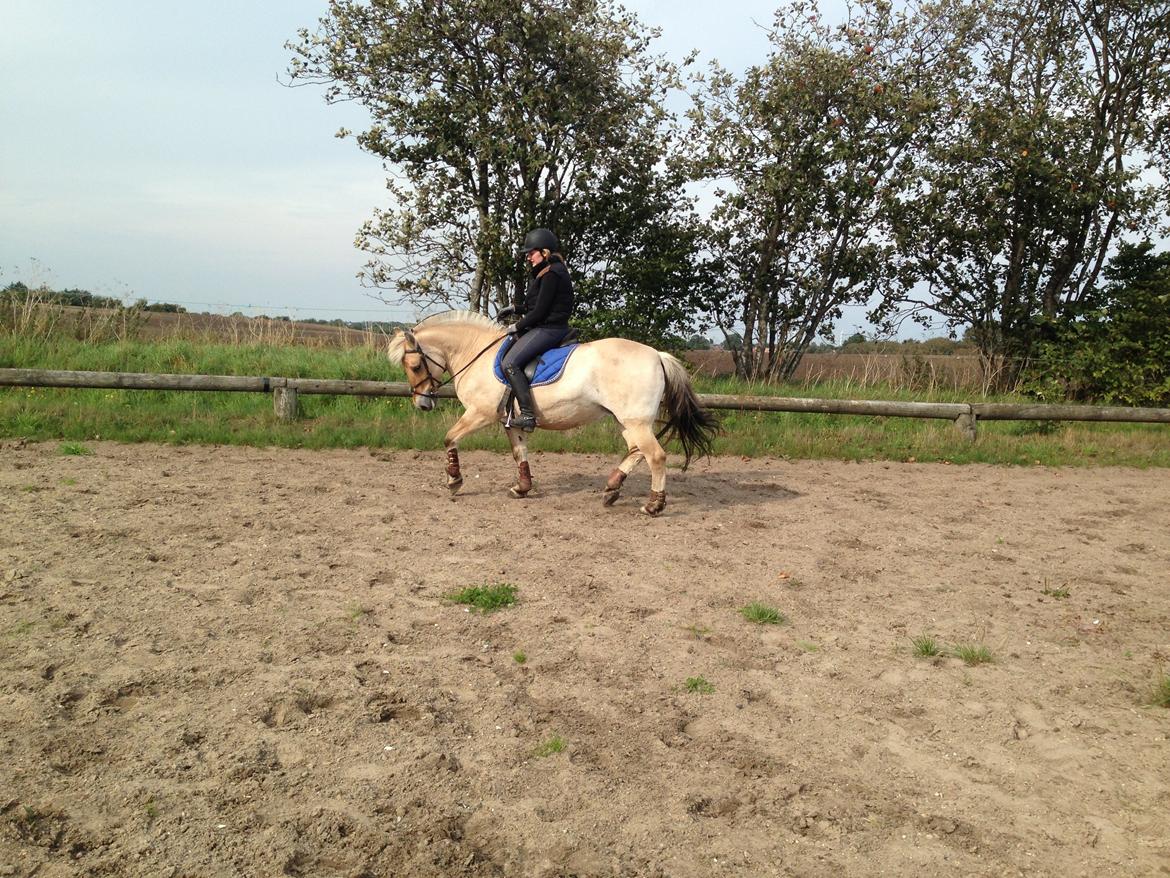 Fjordhest Fanny billede 34