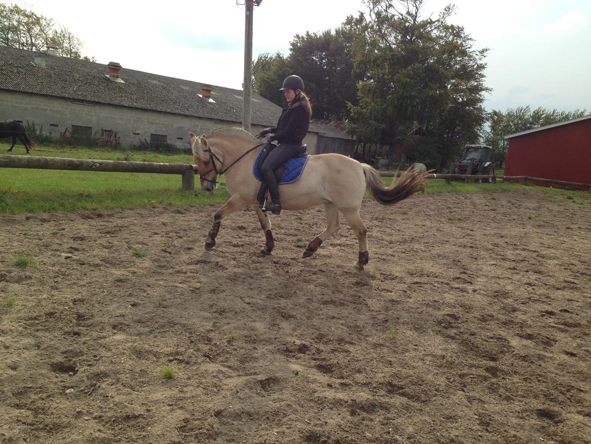 Fjordhest Fanny billede 35