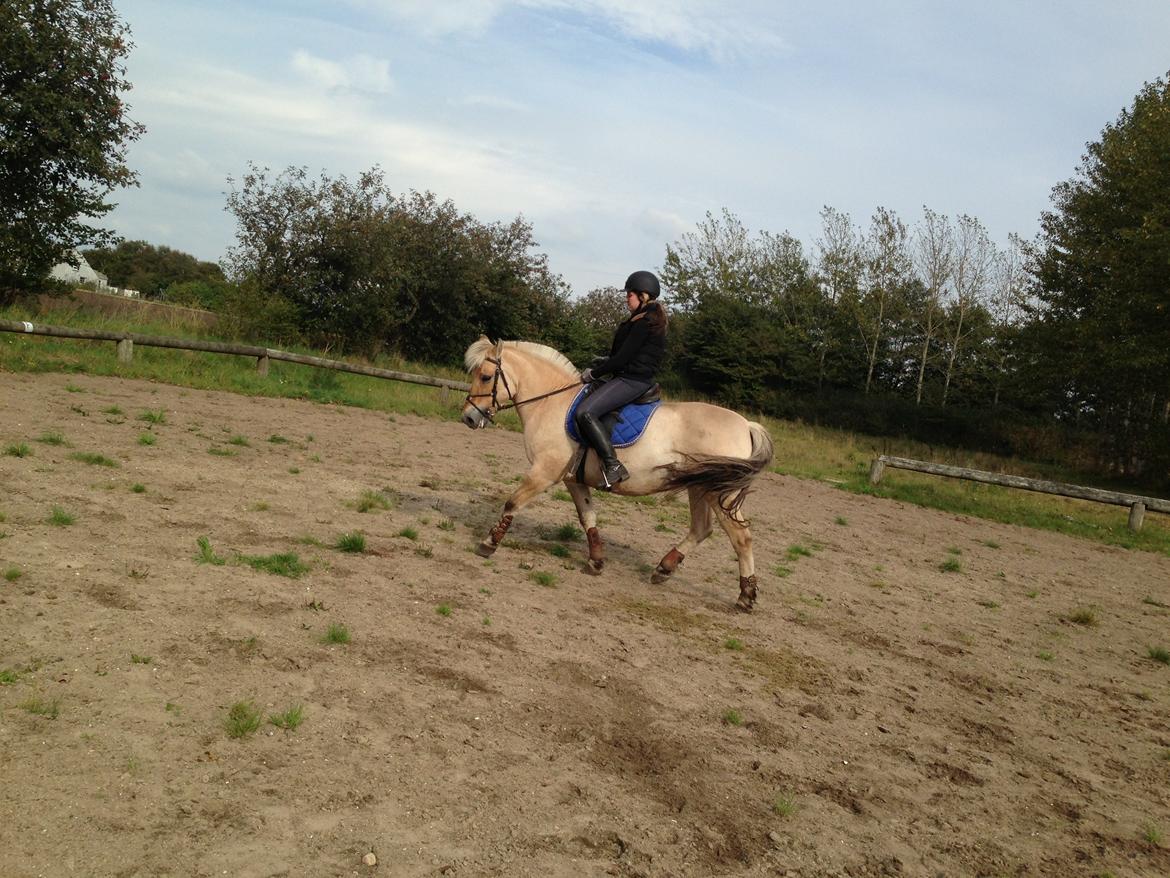 Fjordhest Fanny billede 36