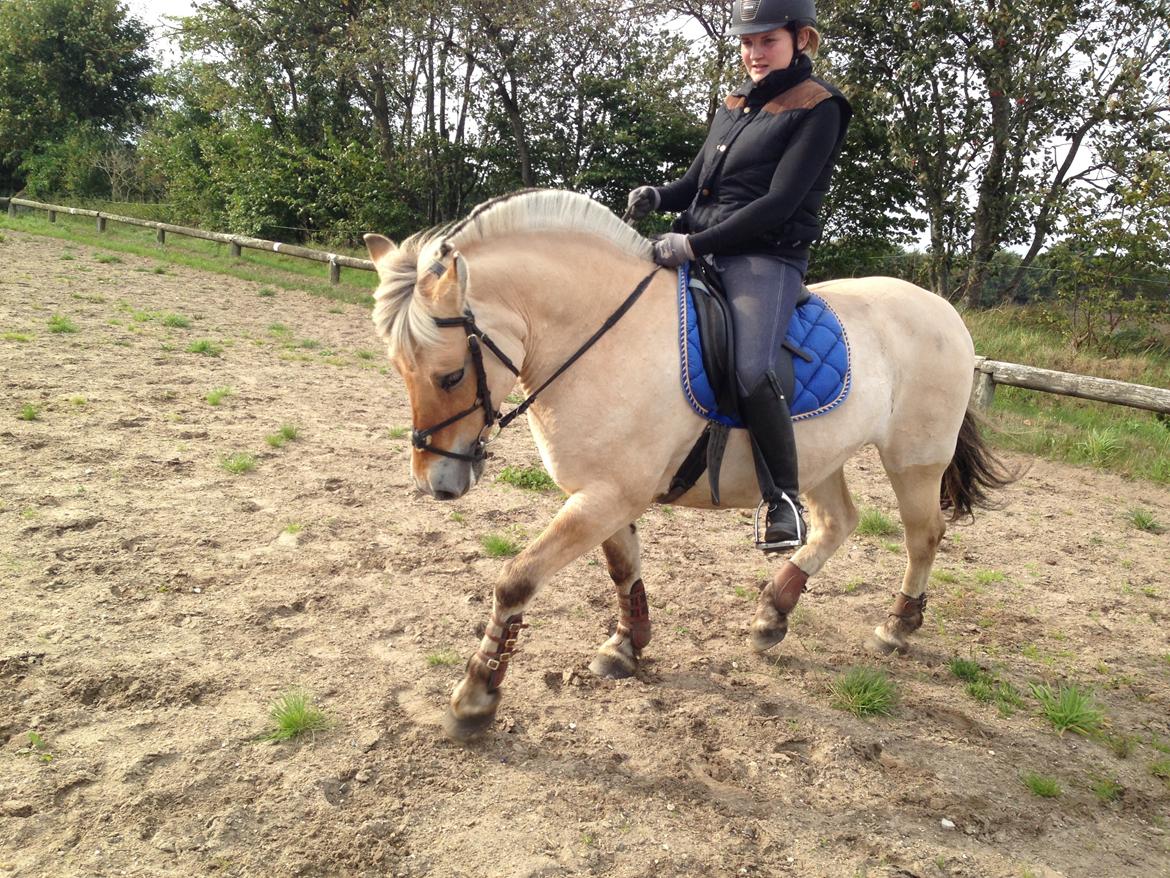 Fjordhest Fanny billede 37
