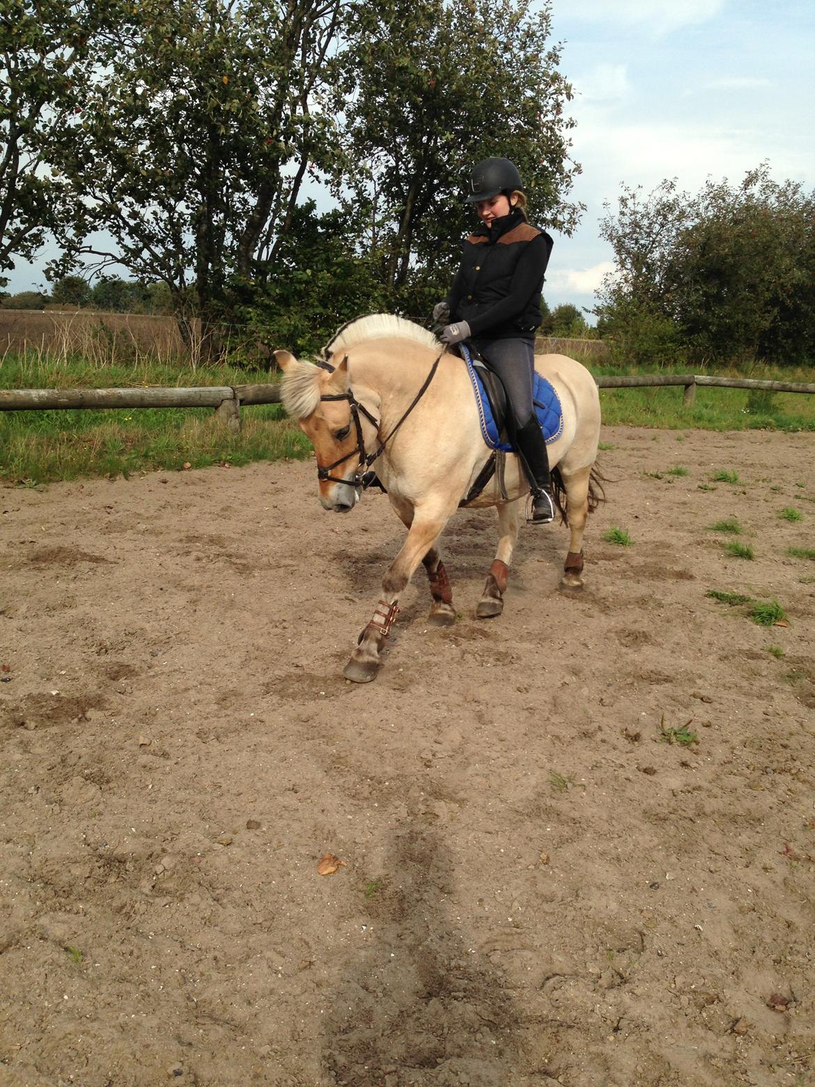 Fjordhest Fanny billede 38