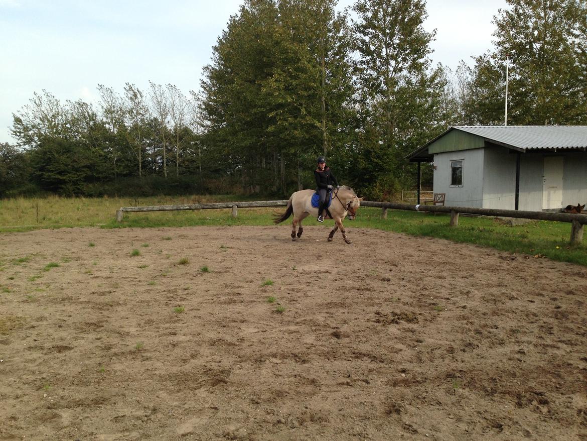 Fjordhest Fanny billede 39