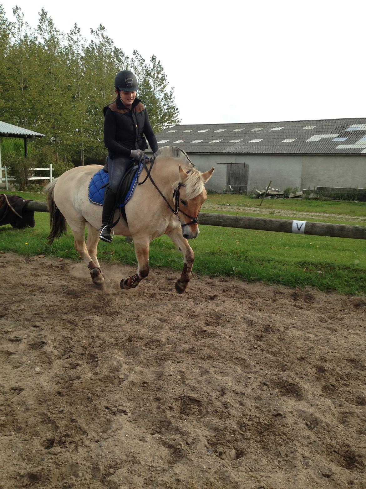 Fjordhest Fanny billede 40