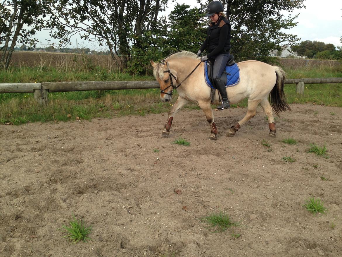 Fjordhest Fanny billede 41