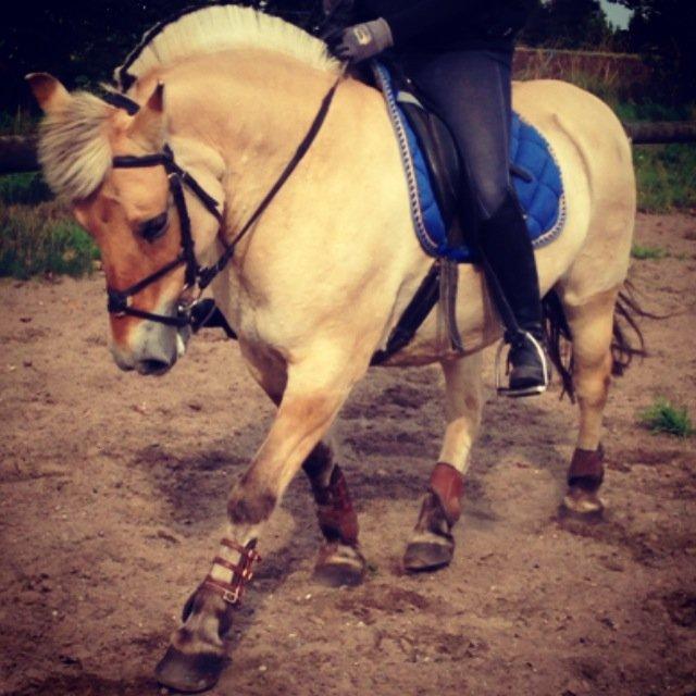 Fjordhest Fanny billede 1