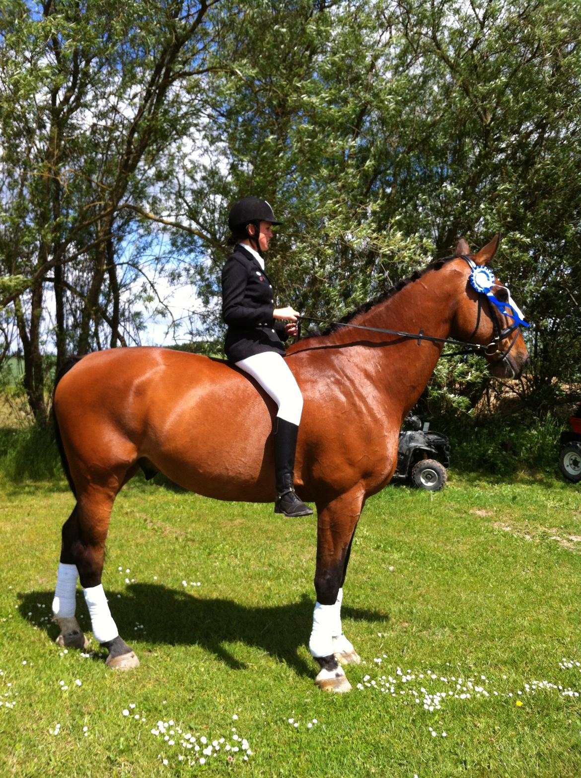 Dansk Varmblod Lucky Lime - Efter somme stævne! Flot 2. plads i LA1 - dressur billede 3