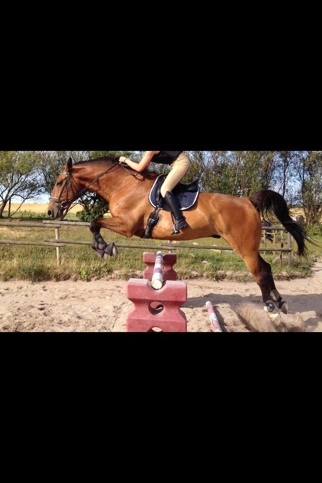 Dansk Varmblod Lucky Lime - 1. Meter :)  billede 2