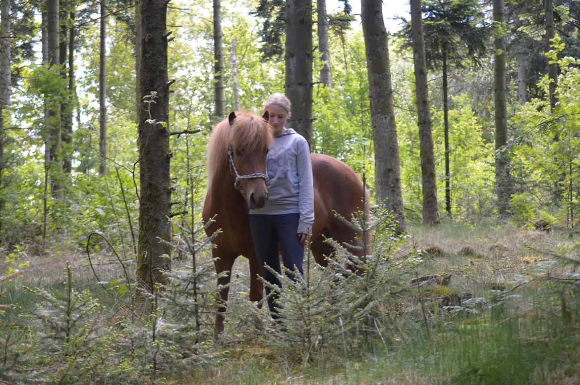 Islænder Gudrun fra Lyskjær billede 20