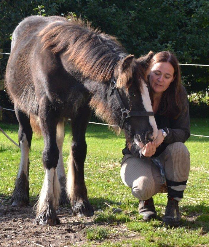 Irish Cob Royal Riain by Lovecob billede 17