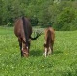 Dansk Varmblod Medina billede 6