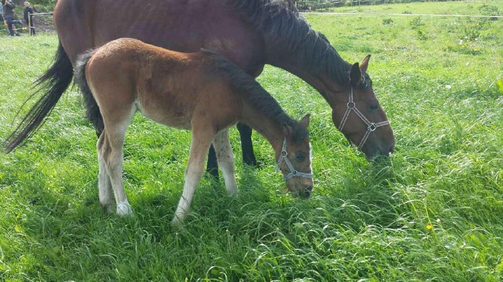 Dansk Varmblod Medina billede 2