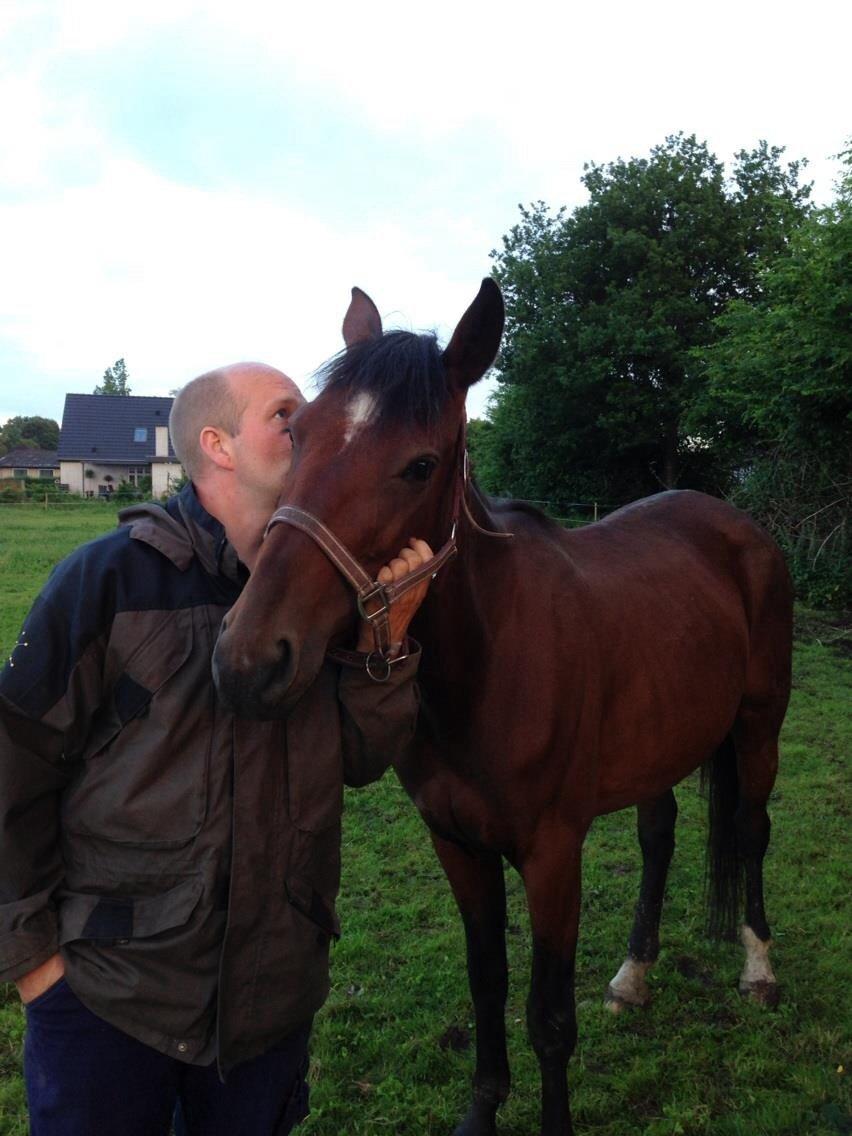 Dansk Varmblod Medina billede 3