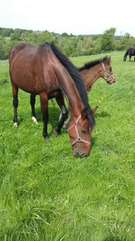 Dansk Varmblod Medina billede 4