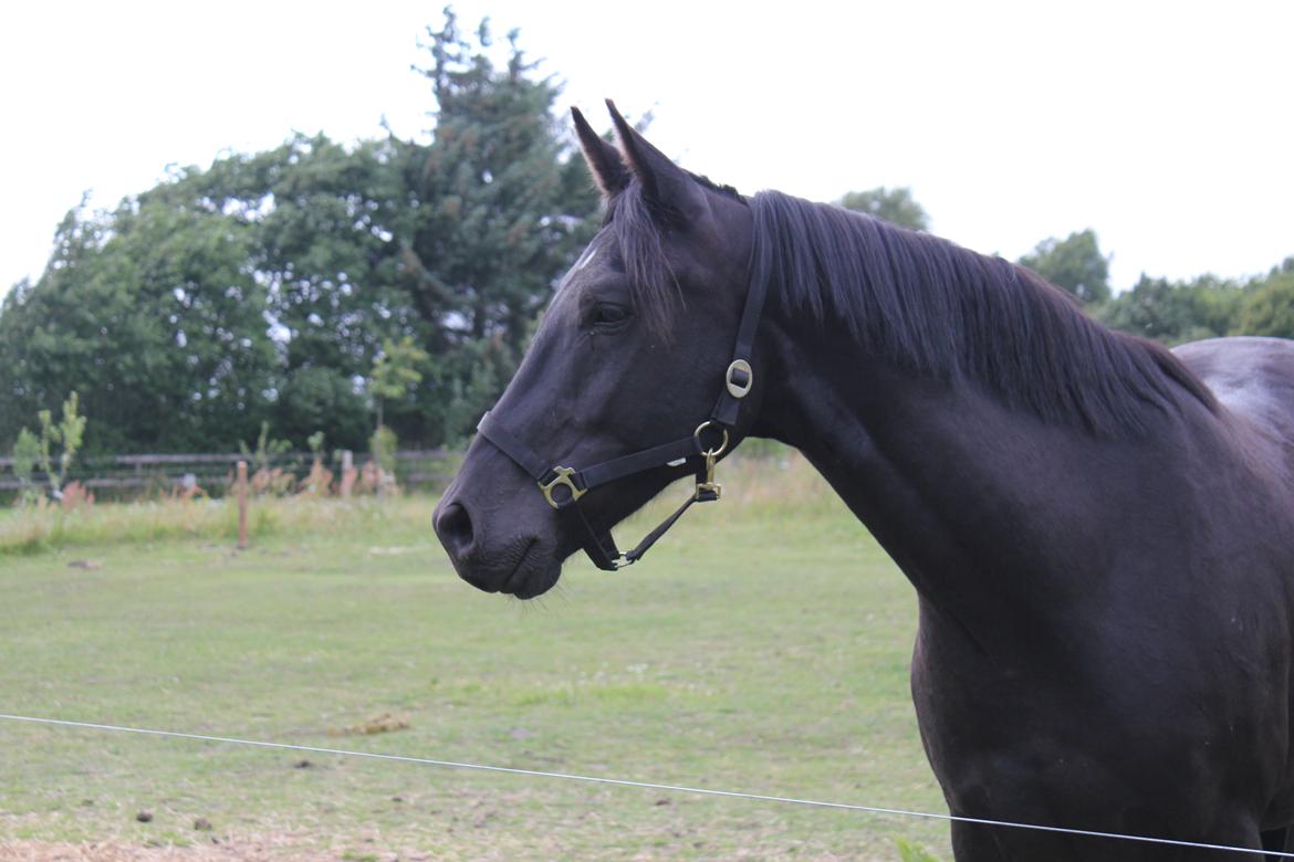 Anden særlig race MartiniQue, ^^min savnede hest - vil vil begge ud i det fri!.. <3 billede 29