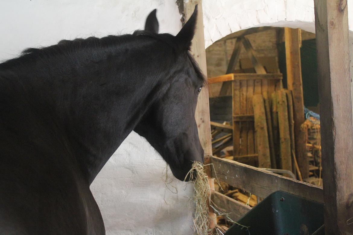 Anden særlig race MartiniQue, ^^min savnede hest - my little pony in the stable <3 billede 48