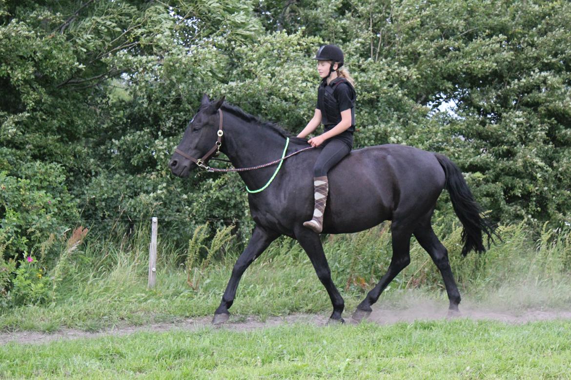 Anden særlig race MartiniQue, ^^min savnede hest - efteråret 2013. billede 31