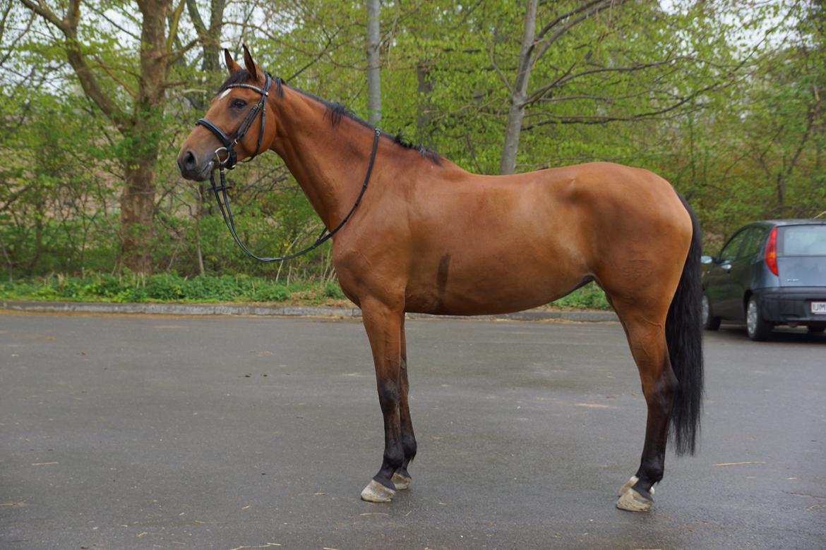 Dansk Varmblod Retina || billede 1